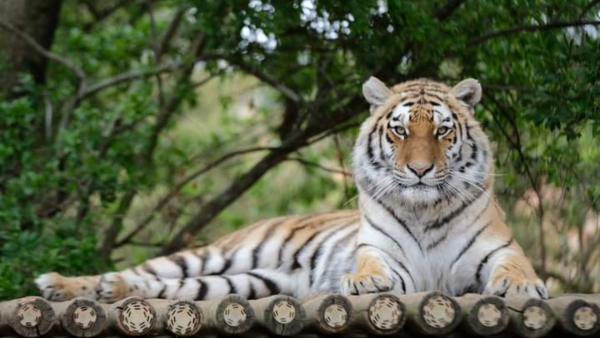 Explore Captivating Carnivores at the Johannesburg Zoo