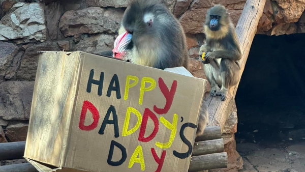 Johannesburg Zoo Exhibits