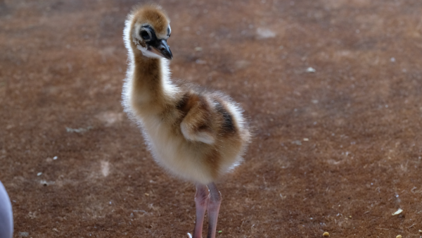 The Fascinating World of Birds at Johannesburg Zoo