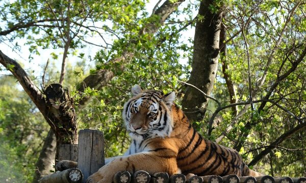 Johannesburg Zoo 