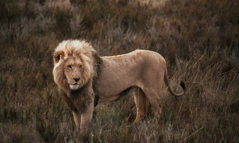 escaped lion near hennops hiking trail