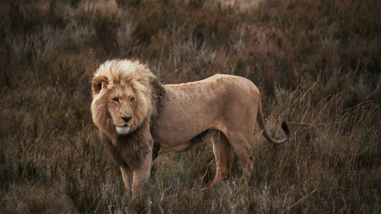 escaped lion near hennops hiking trail