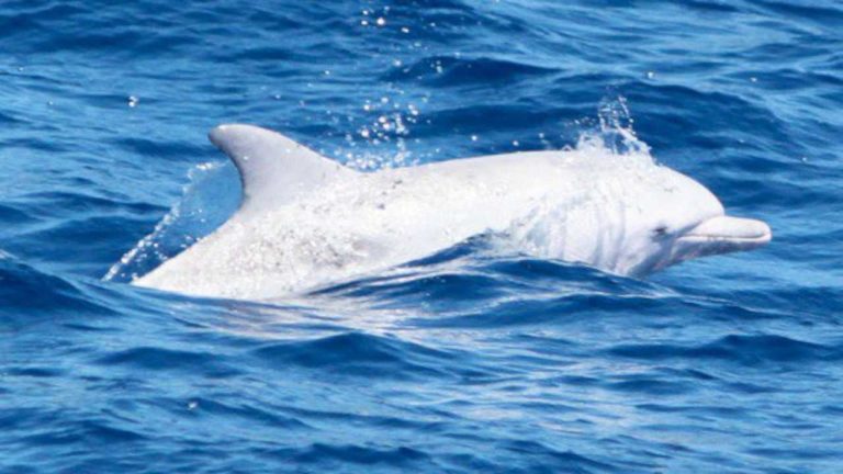 Photos of an Albino Bottlenose Dolphin in Algoa Bay, Eastern Cape