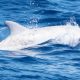 Photos of an Albino Bottlenose Dolphin in Algoa Bay, Eastern Cape