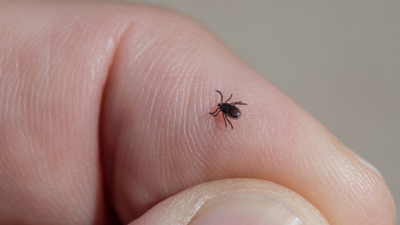Rare tick-borne disease has been discovered in England