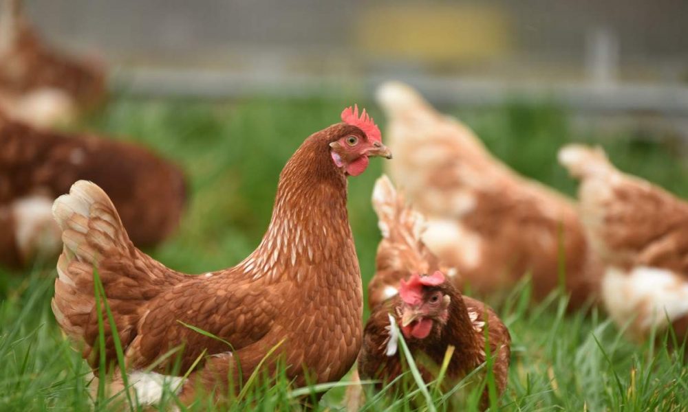 Load shedding is hurting the Gauteng poultry industry