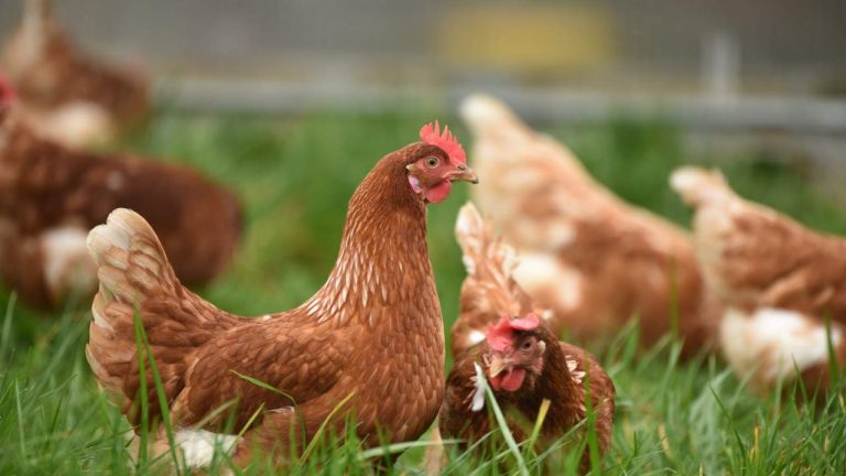 Load shedding is hurting the Gauteng poultry industry