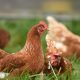 Load shedding is hurting the Gauteng poultry industry