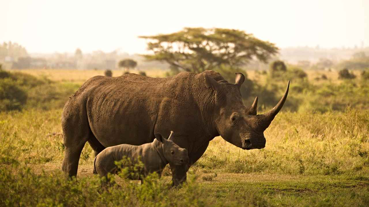 Rhino poached at local game reserve