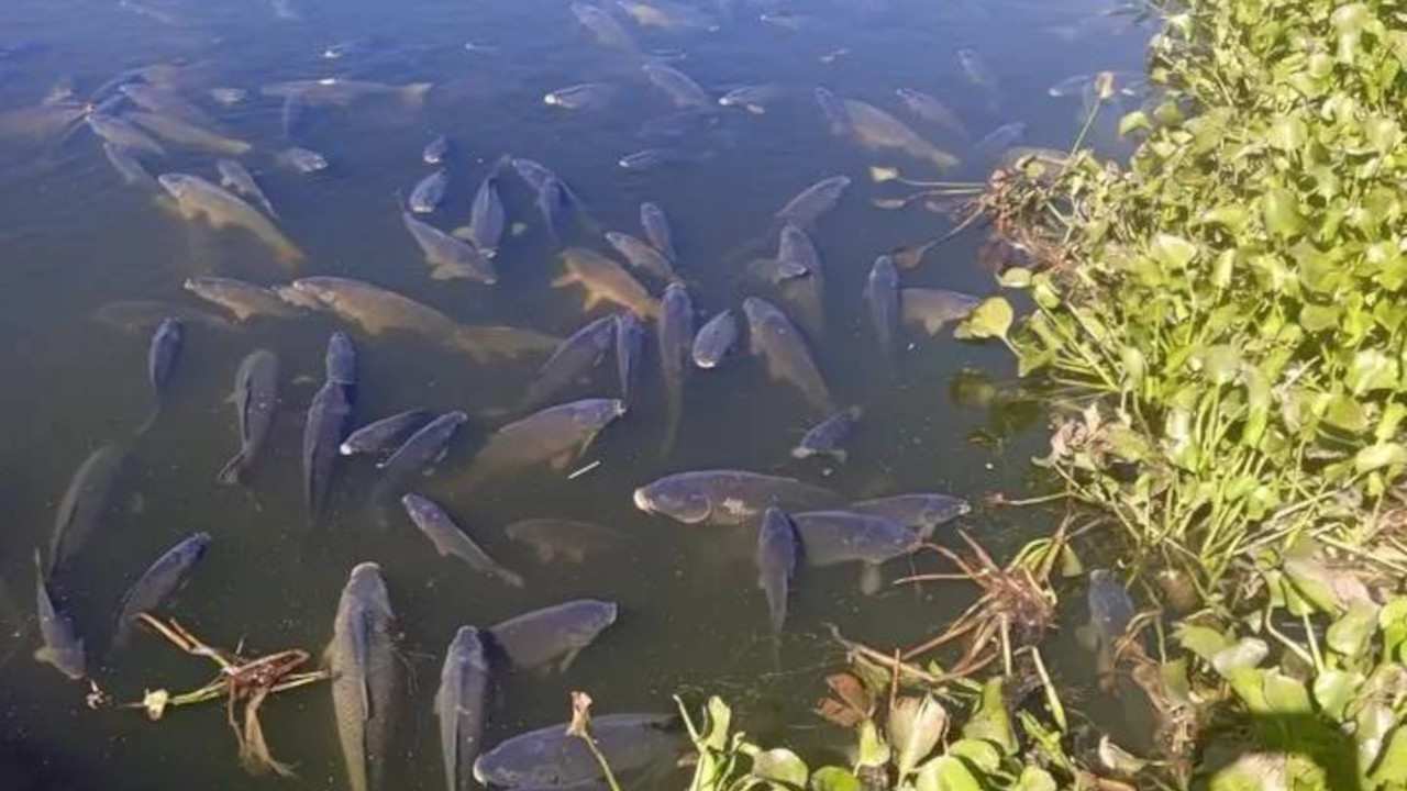 fish in distress at Hartbeespoort Dam