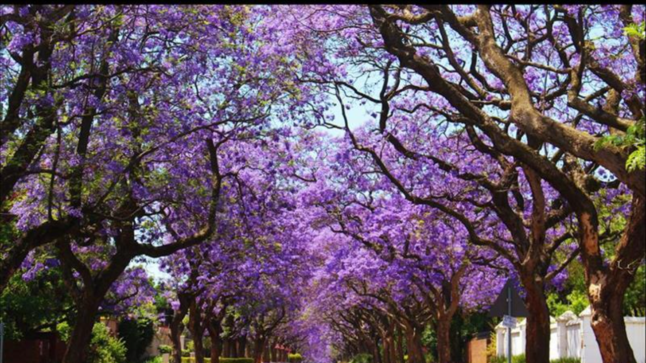 Early Flowering of Jacarandas in South Africa