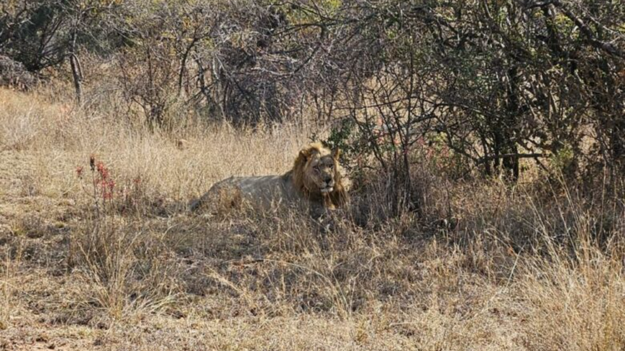 Fatal Lion Attack Claims Life of Man in Pretoria North Reserve