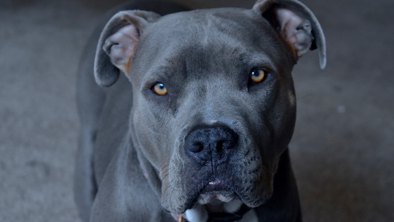 pitbull breeder received a fine after seven years
