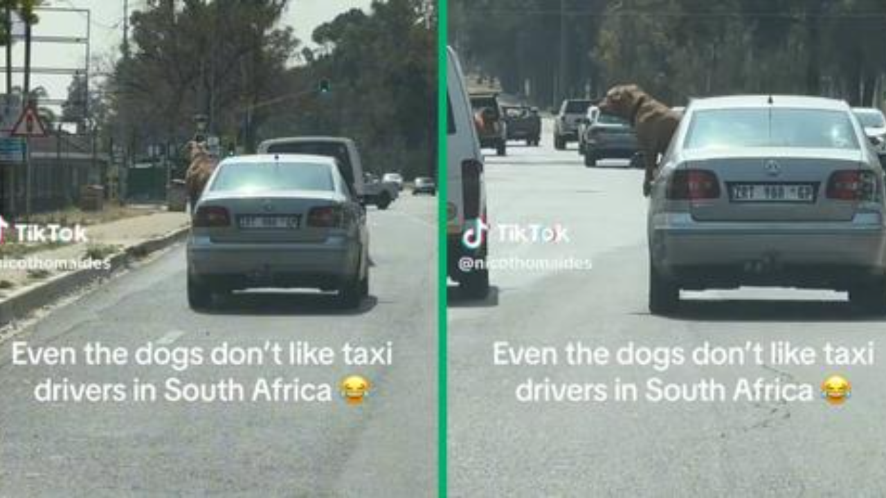 Johannesburg Dog's Taxi Confrontation Goes Viral with 499k TikTok Views