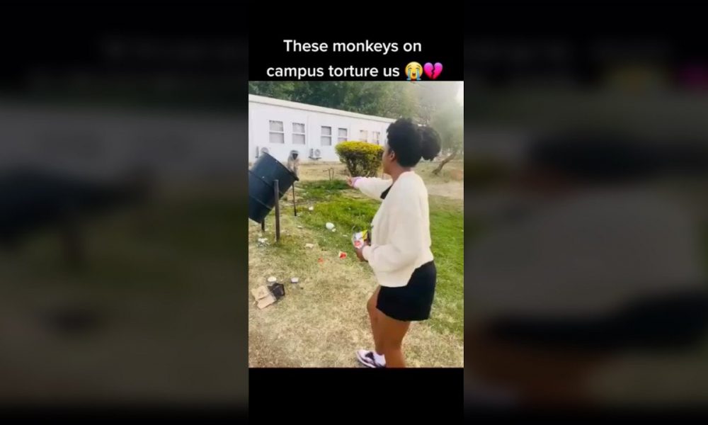 monkeys invaded a gauteng university
