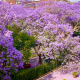 It's Jacaranda Season Four Gauteng Locations to Enjoy the Blossoms