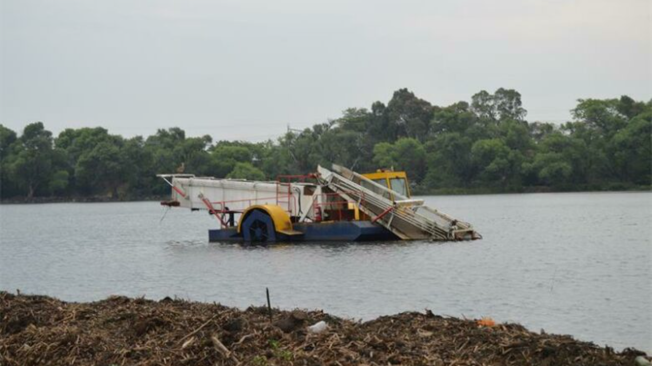 Witfield Dam Hyacinth Successfully Eliminated