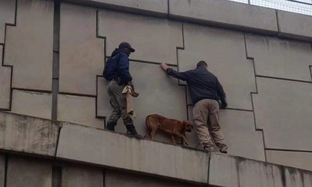 dog was rescued from a ledge