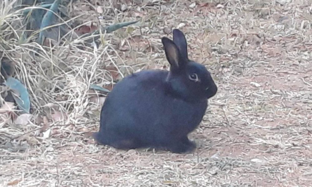 rabbit haemorrhagic disease in Alberton