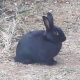 rabbit haemorrhagic disease in Alberton