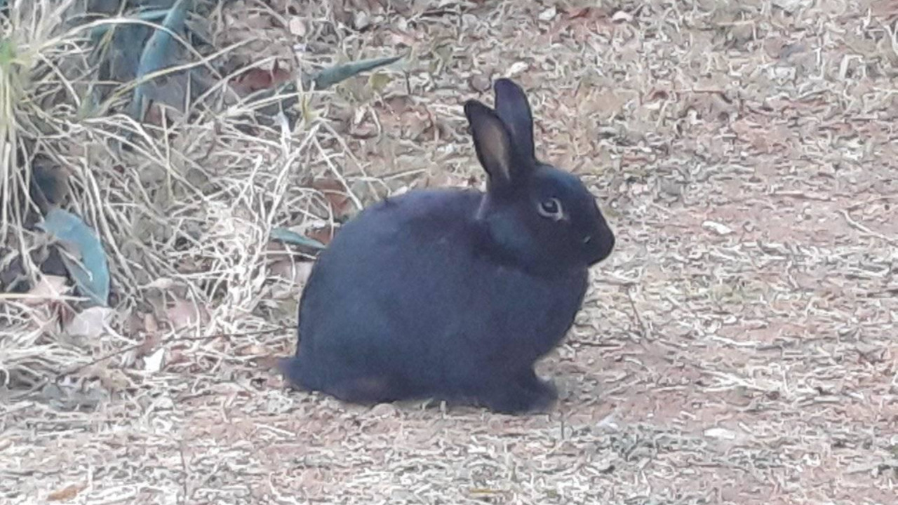 rabbit haemorrhagic disease in Alberton