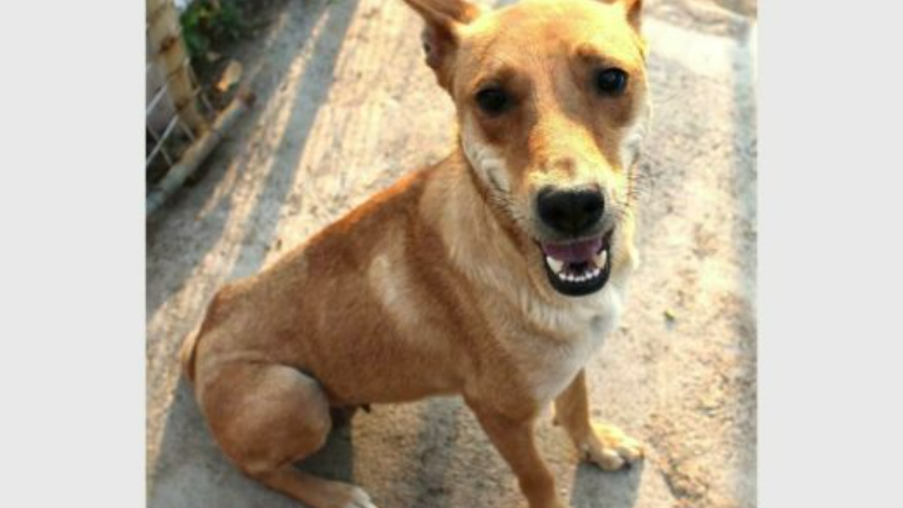 Chelsea, a one-year-old female cross-breed, is available for adoption from Edenvale SPCA.