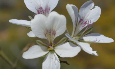 Discovery of Novel Plant Species in Proximity to Alexander Bay