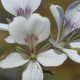 Discovery of Novel Plant Species in Proximity to Alexander Bay