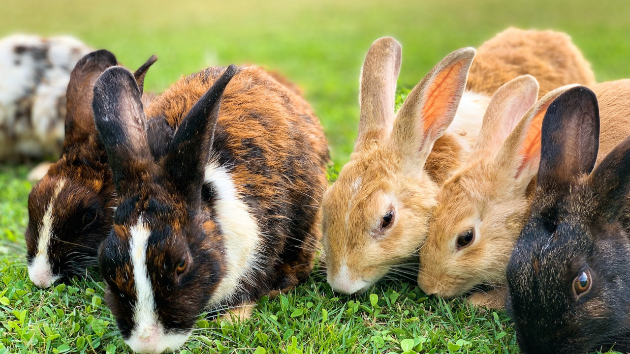 rabbits at bokkie park wiped out by virus
