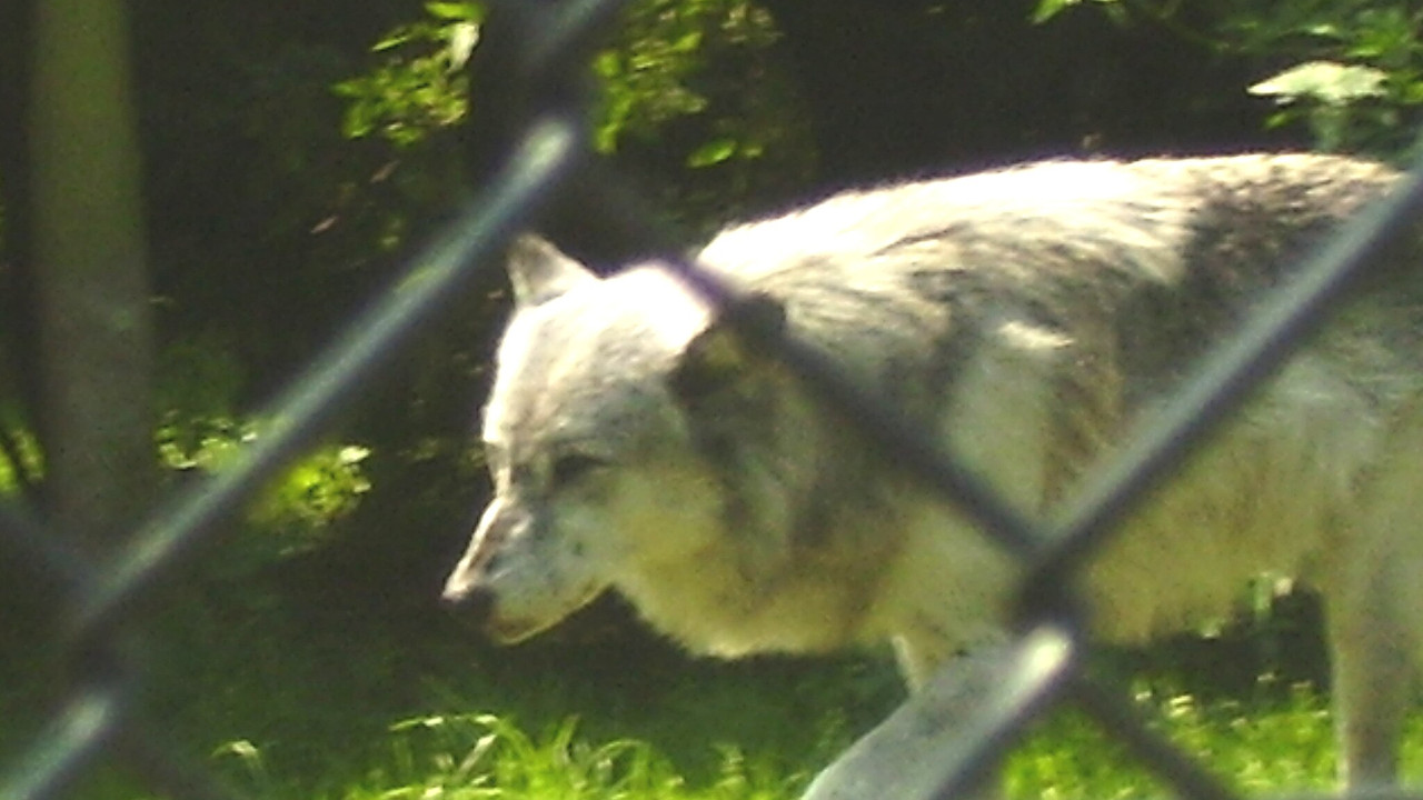 timber wolf has been safely recaptured