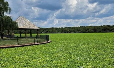 toxic water lettuce