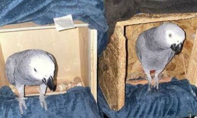 stolen parrots