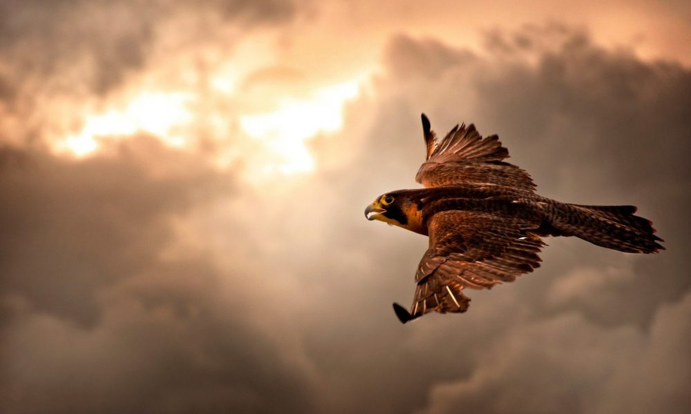 Fast Track Success in the Workplace with Emotional Intelligence