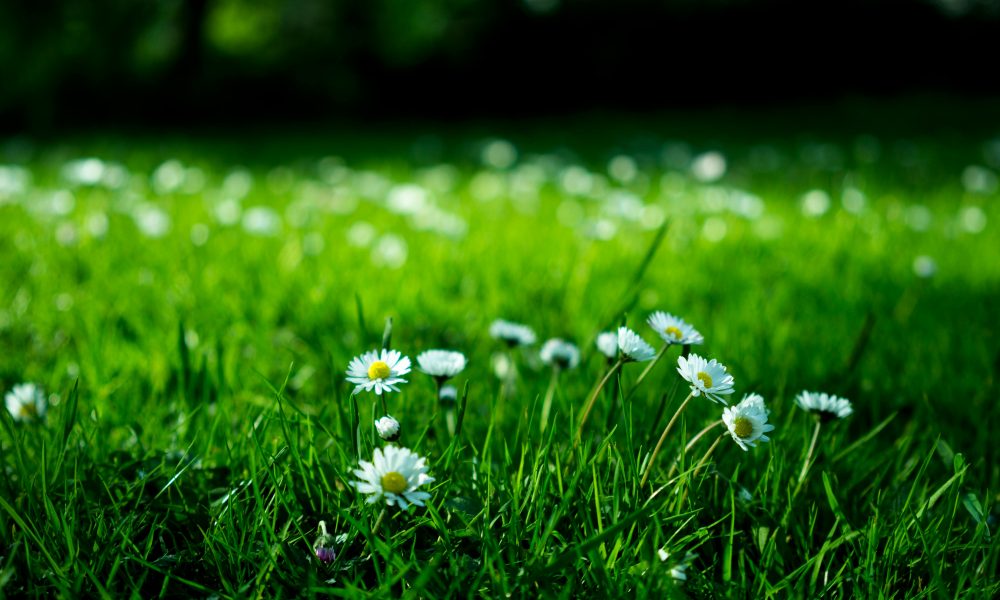 Water-wise gardening in Johannesburg, drought-tolerant plants, saving water in gardens, efficient watering techniques, rainwater harvesting, greywater reuse, mulch for soil moisture, hydrozoning plants by water needs, indigenous plants for dry climates, drip irrigation systems, sustainable gardening tips, reducing lawn water use, conserving water during restrictions, Joburg gardening advice 2025, Joburg ETC
