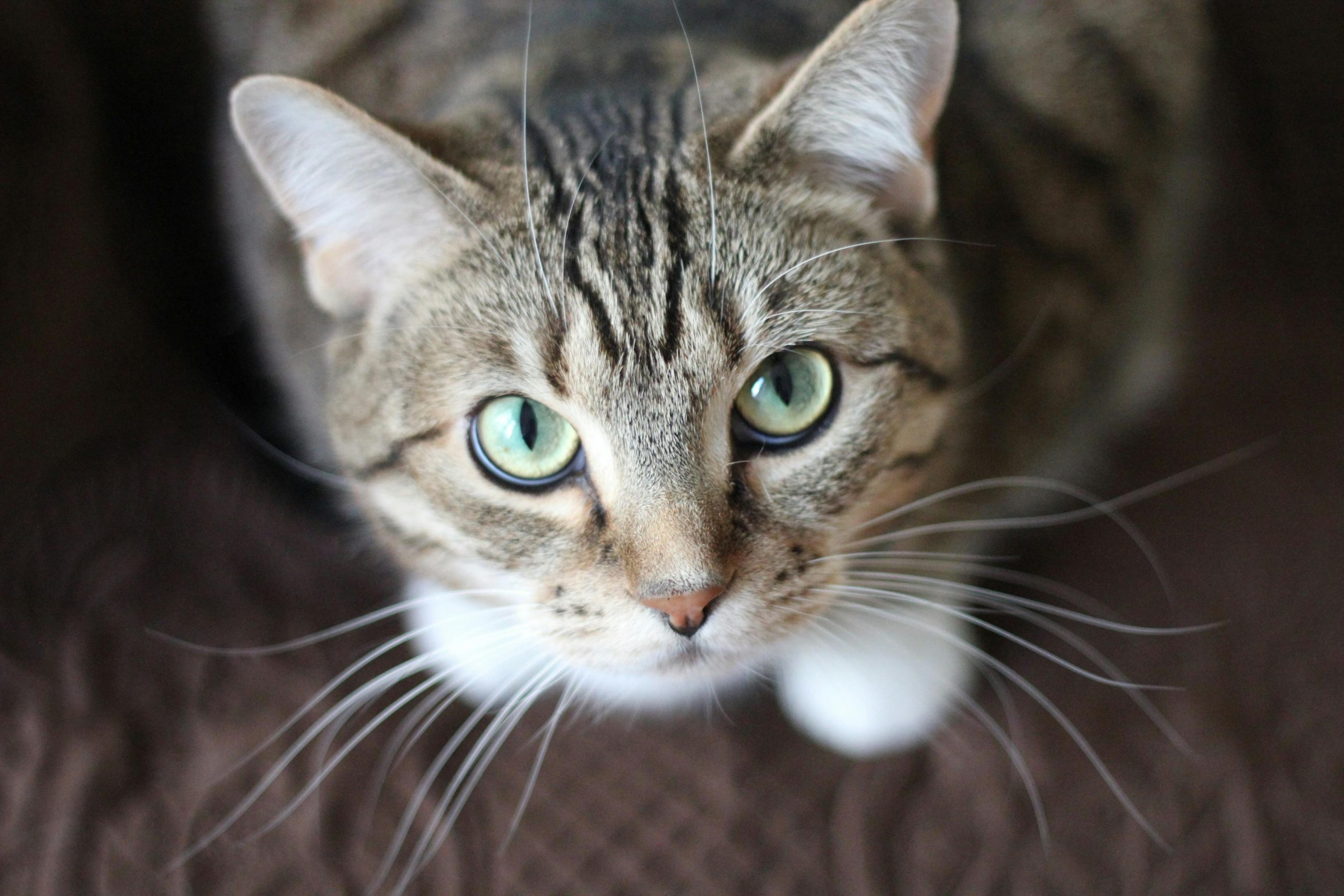toxic foods for cats, cat food safety, onions garlic cats, chocolate poisoning cats, caffeine toxicity cats, alcohol poisoning cats, raw dough danger cats, grapes raisins cats, raw meat risks cats, Kao, lactose intolerance cats, xylitol toxicity cats, cooked bones cats, cat nutrition, pet health Joburg, safe cat feeding, Joburg ETC