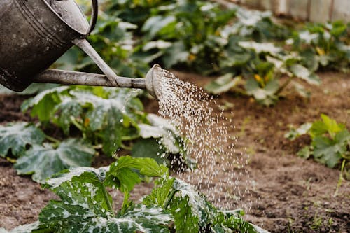 greywater, greywater system, water conservation, gardening Joburg, sustainable gardening, urban gardening, drip irrigation, garden irrigation, water-saving, drought-resistant plants, eco-friendly gardening, water reuse, home garden, water efficiency, Johannesburg gardening, Joburg ETC
