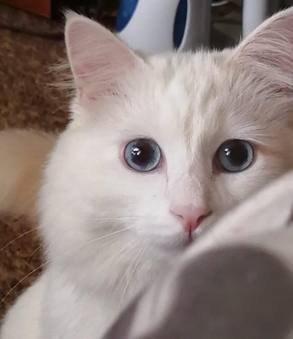 cat food hazards, dangerous foods for cats, feline anemia causes, cat chocolate symptoms, caffeine effects on cats, alcohol and cats, yeast dough toxicity, kidney failure cats, Kao, raw fish risks, dairy intolerance cats, artificial sweetener toxicity, bone splinters cats, balanced cat diet, Johannesburg pets, cat owner tips, Joburg ETC