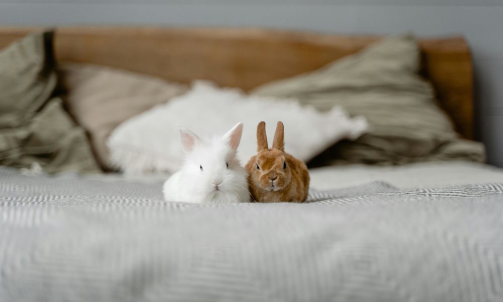 friendly exotic pets, pet rats South Africa, bearded dragons as pets, cockatiels singing, guinea pig companions, rabbit pet care tips, family pets SA, Joburg ETC