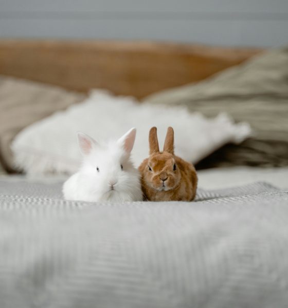 friendly exotic pets, pet rats South Africa, bearded dragons as pets, cockatiels singing, guinea pig companions, rabbit pet care tips, family pets SA, Joburg ETC