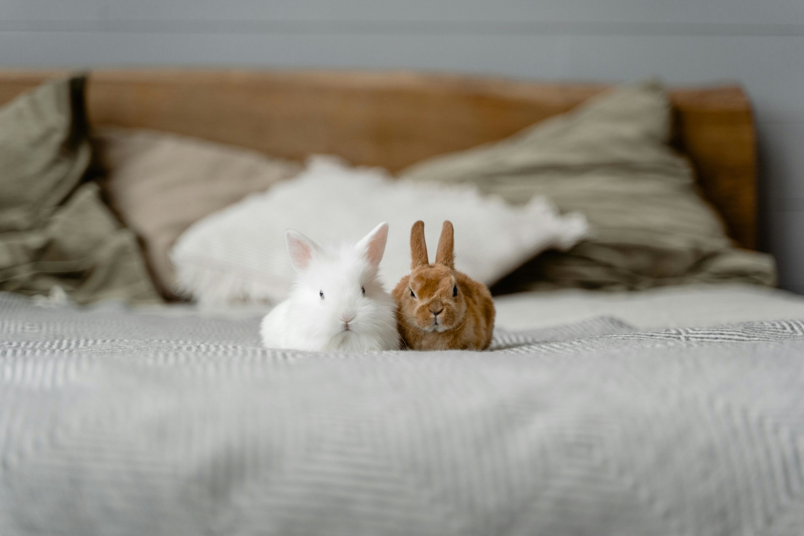 friendly exotic pets, pet rats South Africa, bearded dragons as pets, cockatiels singing, guinea pig companions, rabbit pet care tips, family pets SA, Joburg ETC