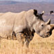 Rhino King John Hume arrested, South Africa wildlife crime, rhino horn smuggling case, conservation scandal, biodiversity protection, illegal rhino horn trade, poaching crisis, Johannesburg news, Joburg ETC