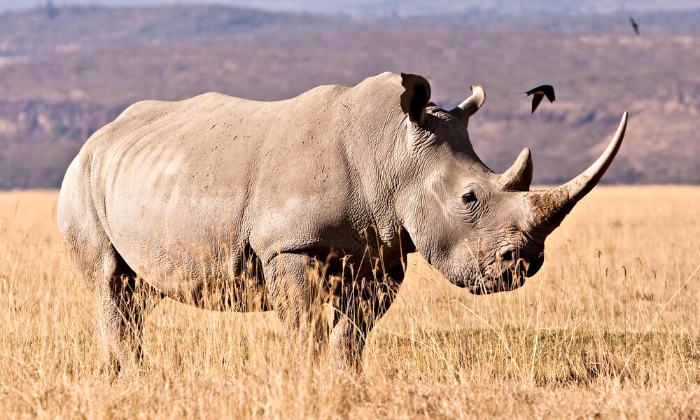 Rhino King John Hume arrested, South Africa wildlife crime, rhino horn smuggling case, conservation scandal, biodiversity protection, illegal rhino horn trade, poaching crisis, Johannesburg news, Joburg ETC