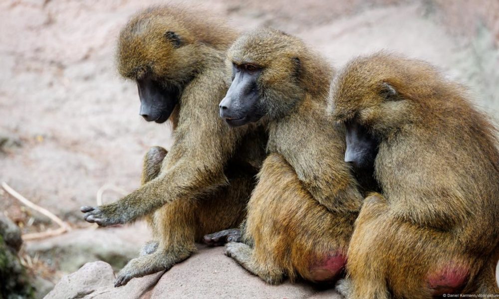 Nuremberg Zoo baboon culling protest, baboons fed to lions controversy, zoo animal ethics debate, German animal rights demonstration, predator feeding ethical concerns