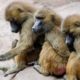 Nuremberg Zoo baboon culling protest, baboons fed to lions controversy, zoo animal ethics debate, German animal rights demonstration, predator feeding ethical concerns