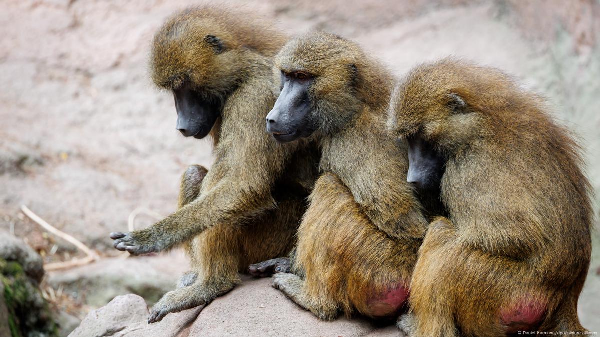 Nuremberg Zoo baboon culling protest, baboons fed to lions controversy, zoo animal ethics debate, German animal rights demonstration, predator feeding ethical concerns