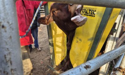 foot-and-mouth outbreak South Africa