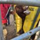 foot-and-mouth outbreak South Africa