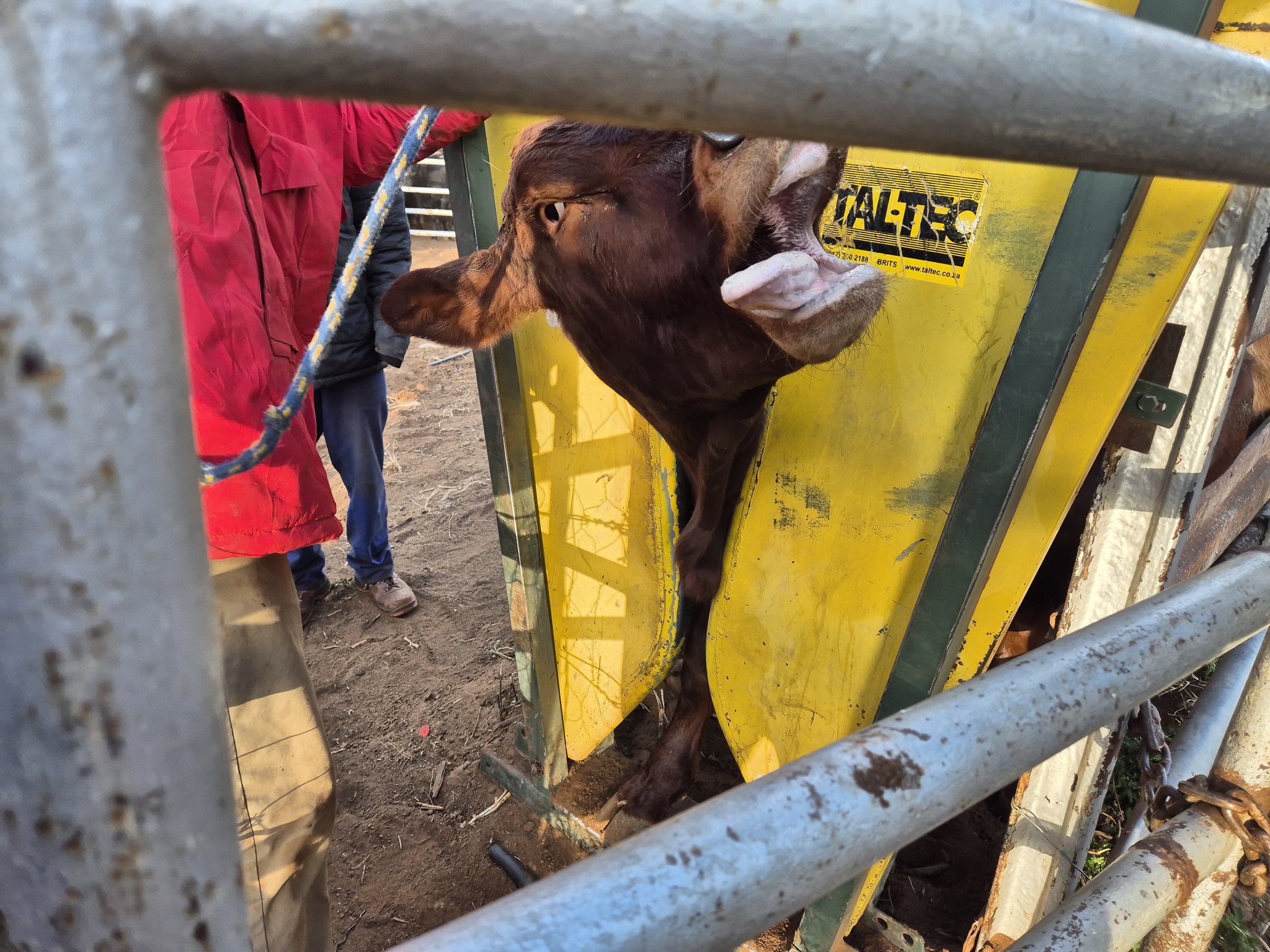 foot-and-mouth outbreak South Africa