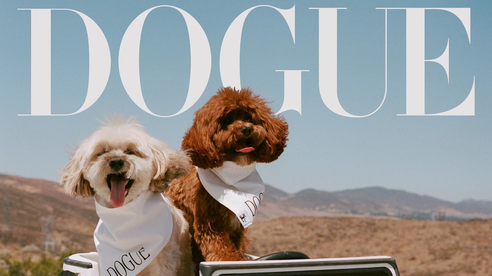 Sabrina Carpenter dogs, Goodwin, Louie, Dogue cover, celebrity pets photoshoot, tiara dog photo, pearl collar dogs, Sabrina Carpenter pop star pets, Joburg ETC