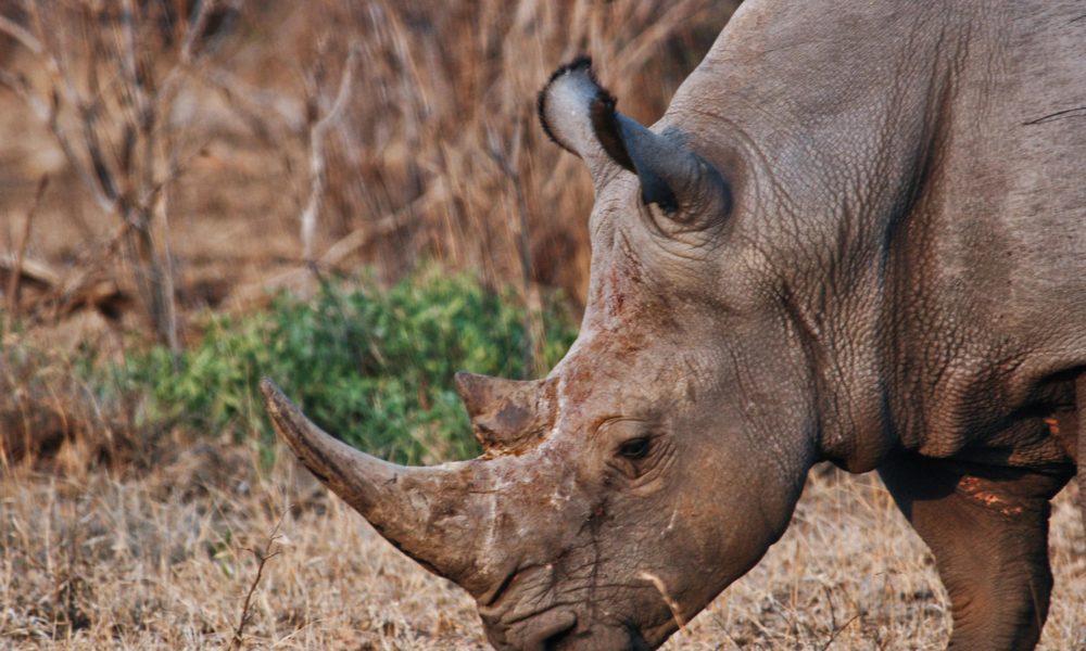 radioactive rhino horn, Rhisotope Project, Wits University rhino research, South African anti-poaching tech, radioactive-marked rhino horn, rhino horn detection, wildlife protection, horn smuggling prevention, rhino horn customs scanning, Joburg ETC